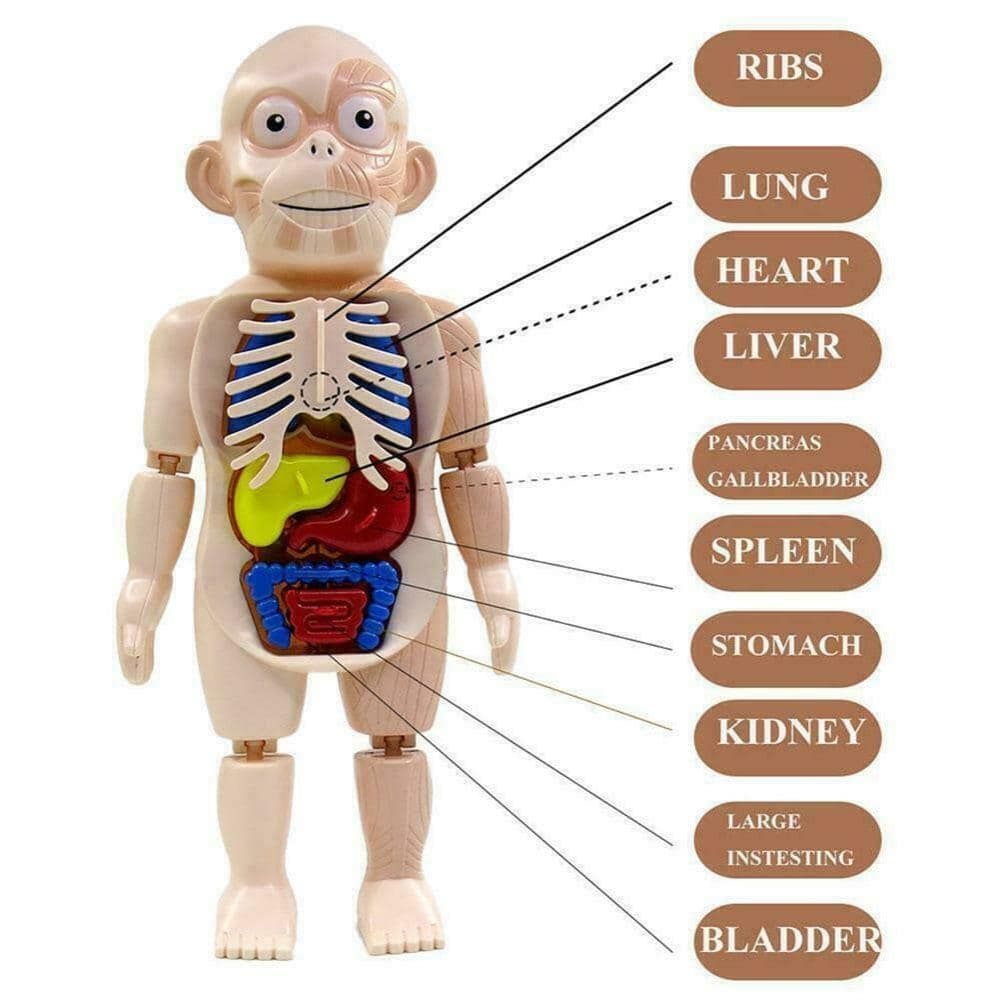 Set of Human Body Model Anatomy Display Model Toy