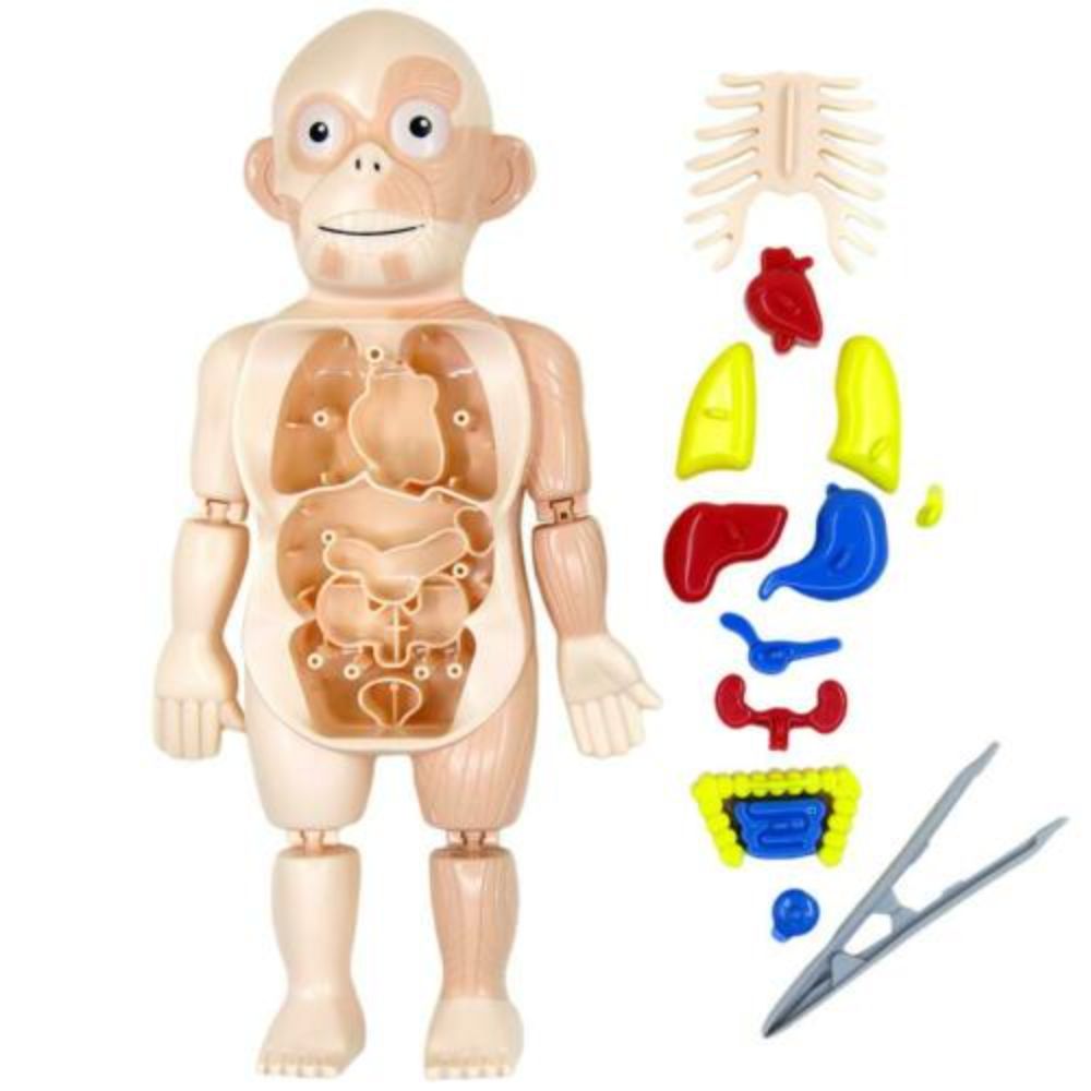 Set of Human Body Model Anatomy Display Model Toy