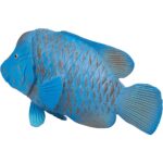 فیگور ماهی هامور آبی Blue Groper 387356