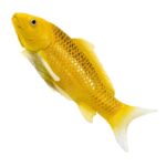 فیگور ماهی کوی کارپر کین ماتسوبا کد MOJO 381105