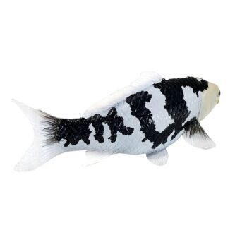 فیگور ماهی کوی کارپر شیرو اتسوری Mojo 381102